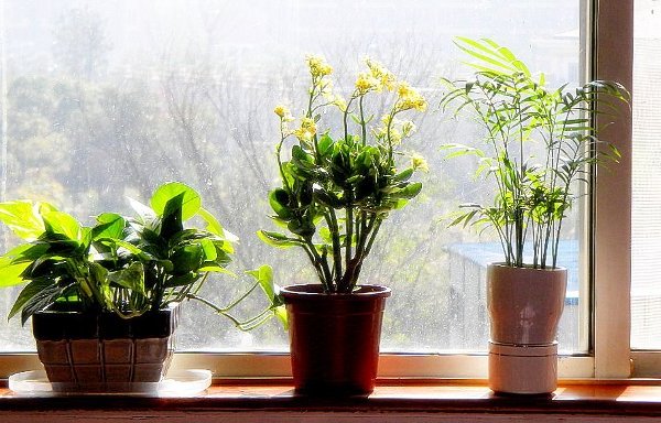Comment prendre soin des plantes